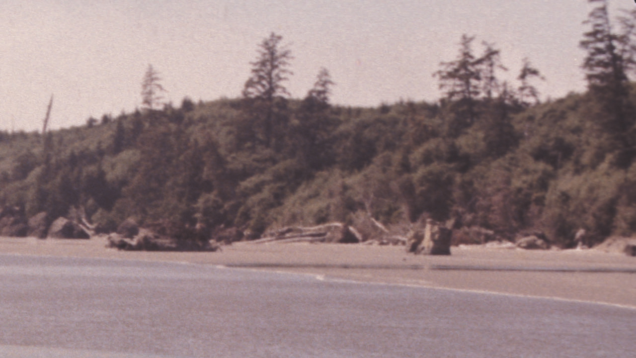 View of trees from a beach